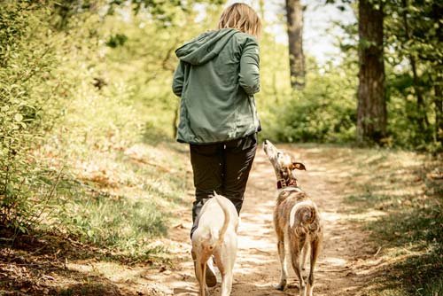 hundetraining